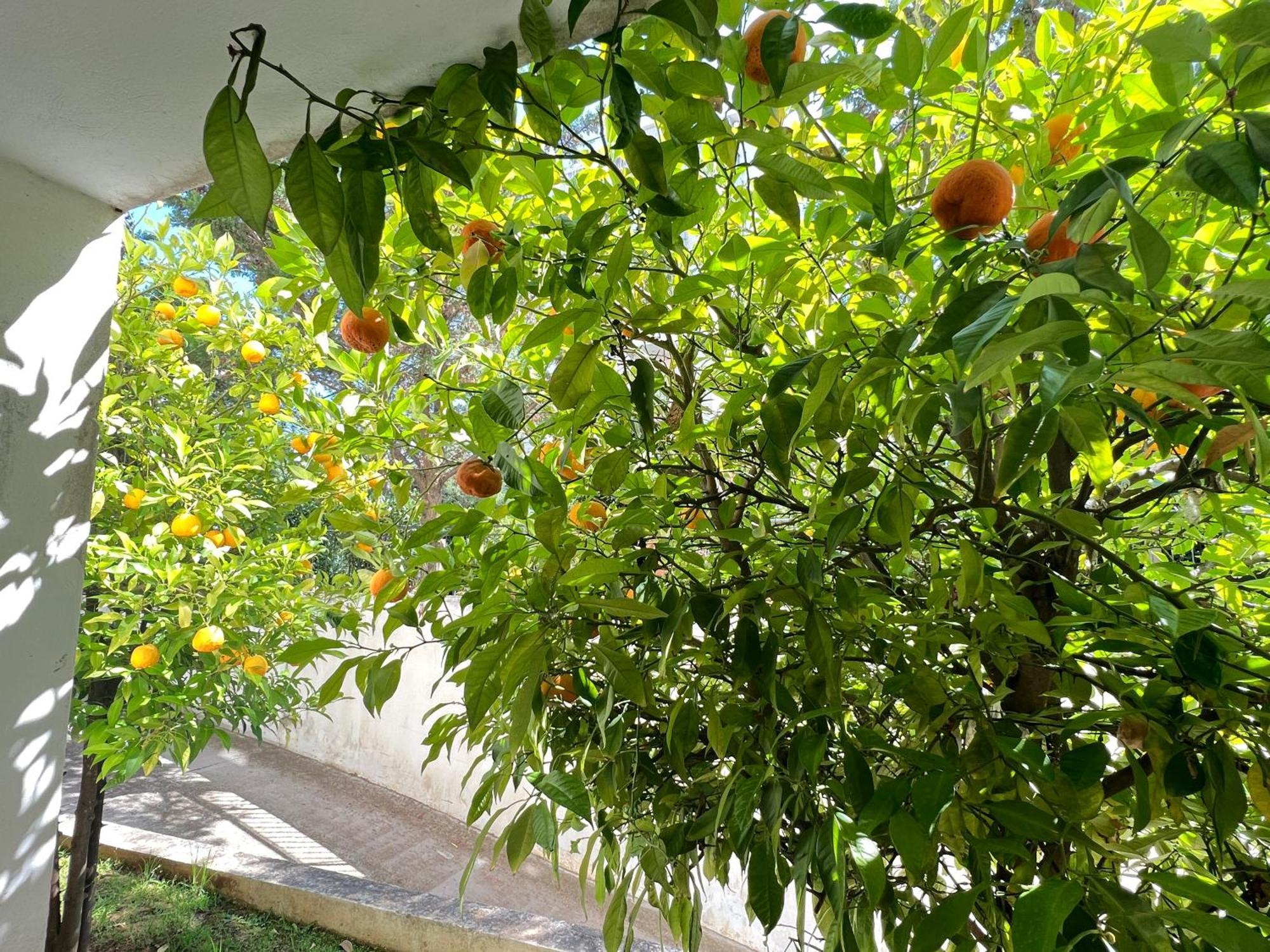 Cozy Fairytal Garden Apartment, Family Friendly, Free Parking, 15 Min To Airport Athén Kültér fotó